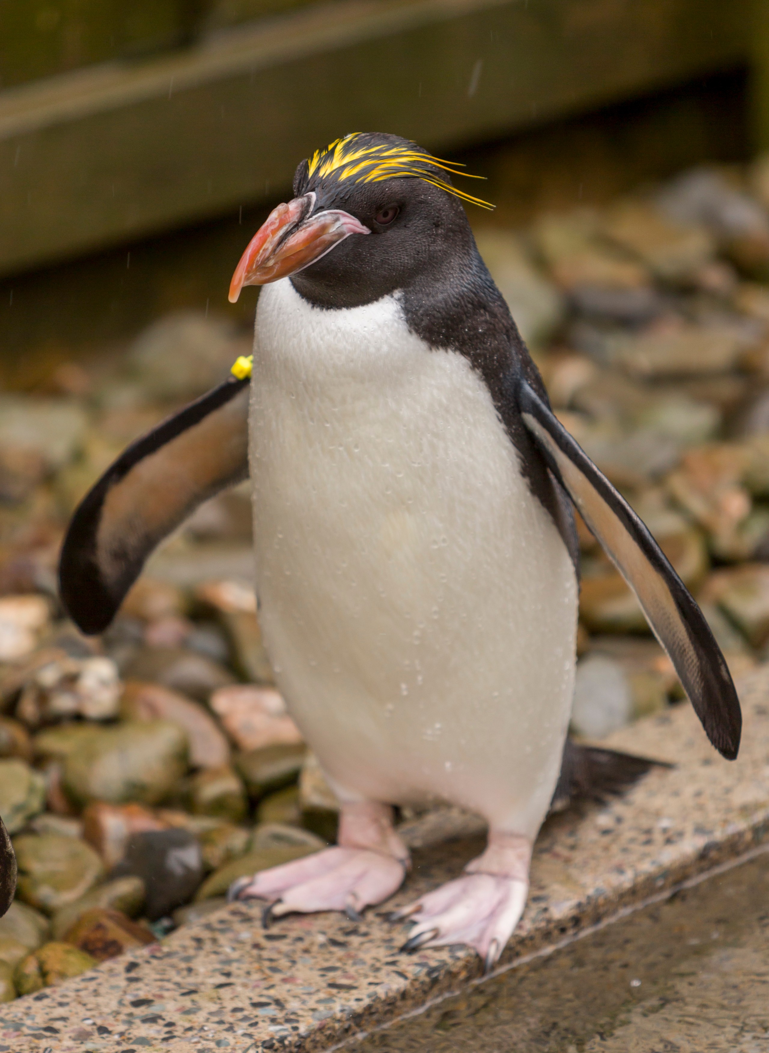 Little Blue Penguin - Facts, Diet, Habitat & Pictures on