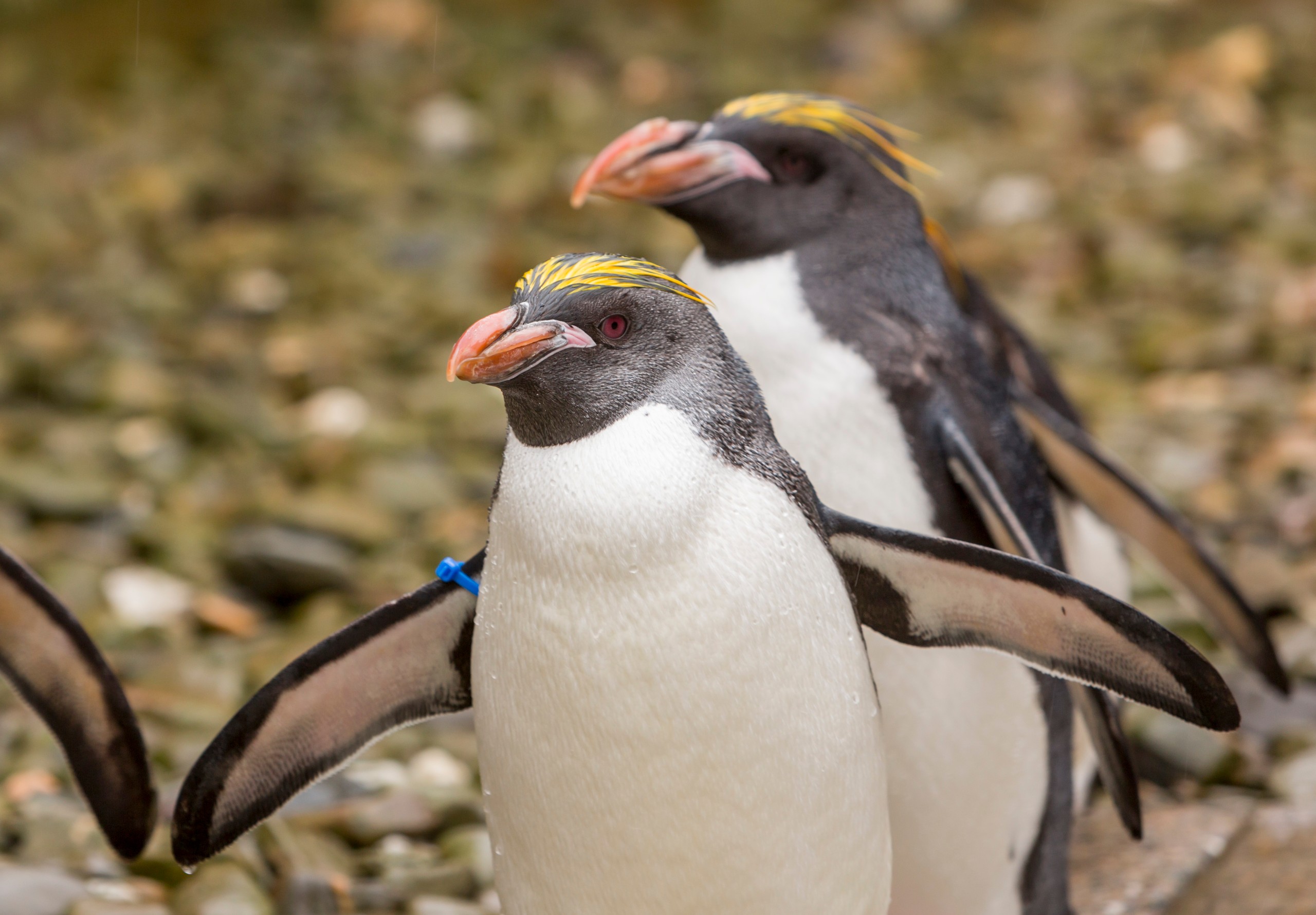 For penguins, leading or following might be more about relationships