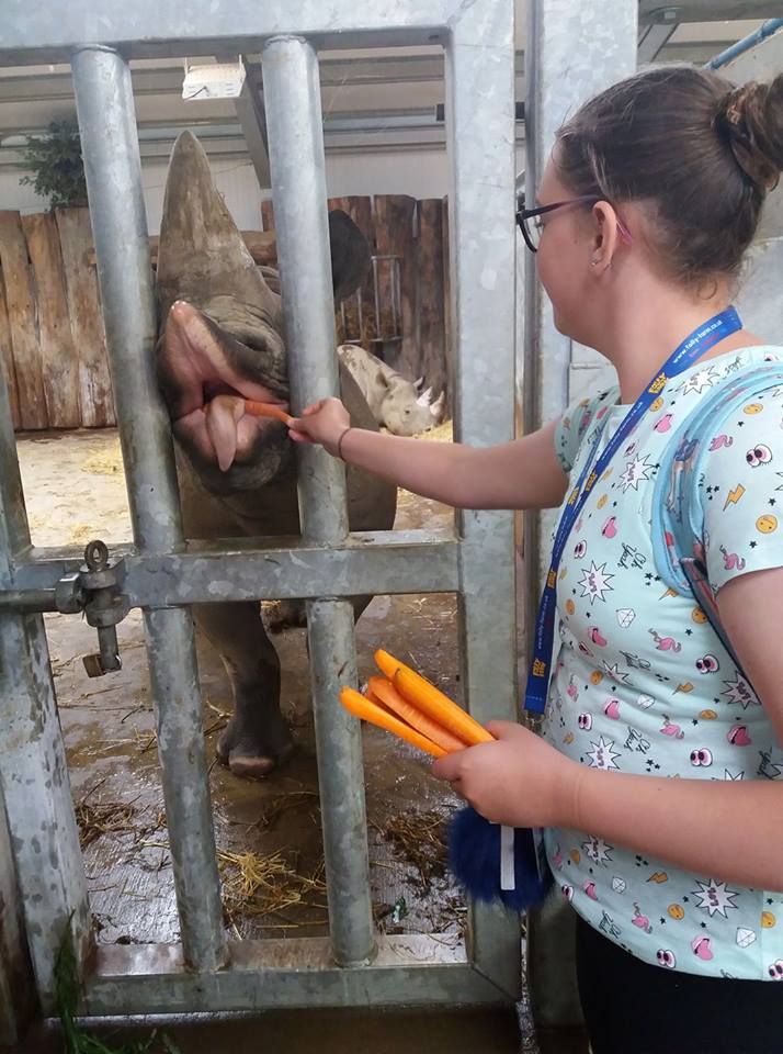 Girl taking part in a rhino feeding experience