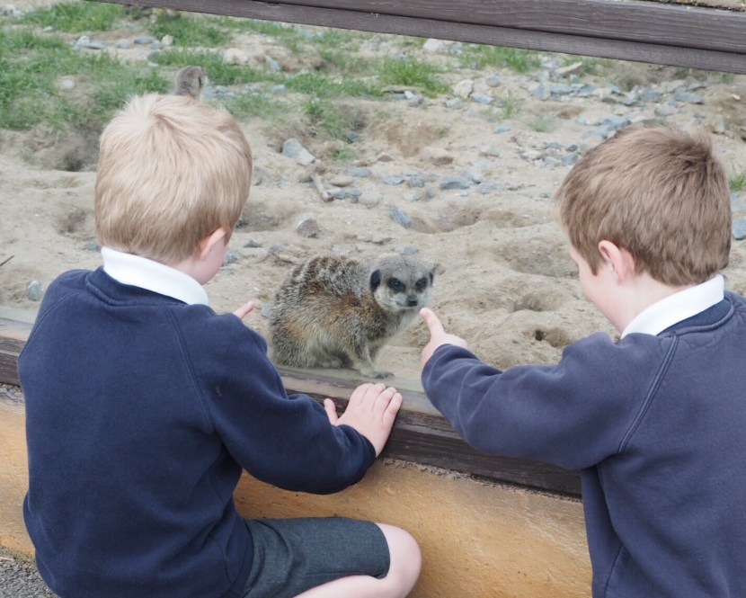 boys looking at meerkat