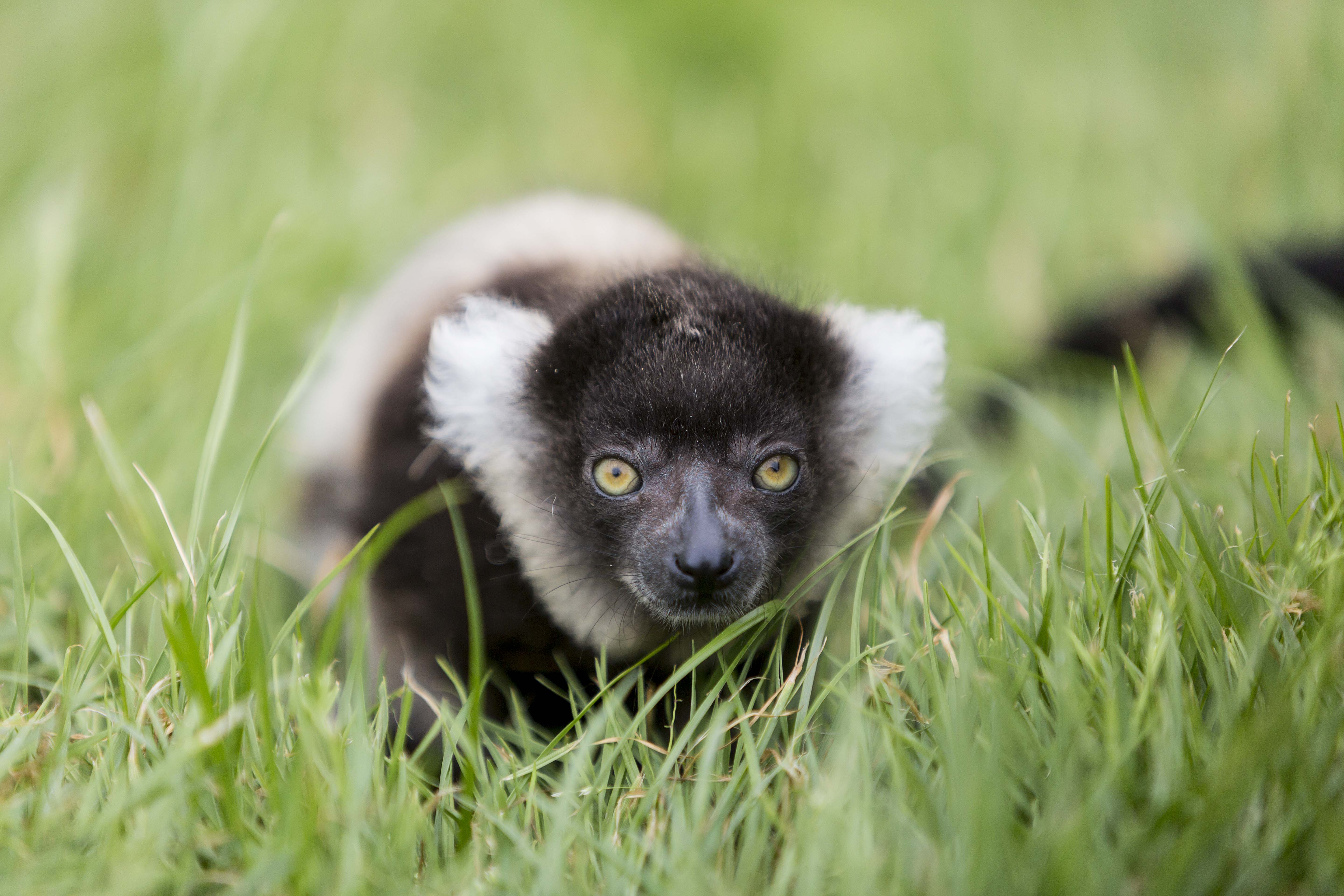 Baby lemur at Folly Farm