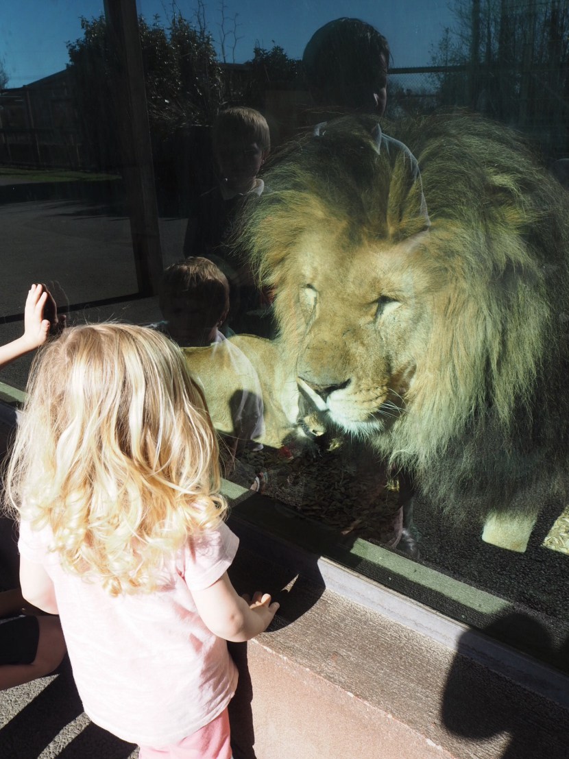 Girl face to face with a lion at Folly Farm