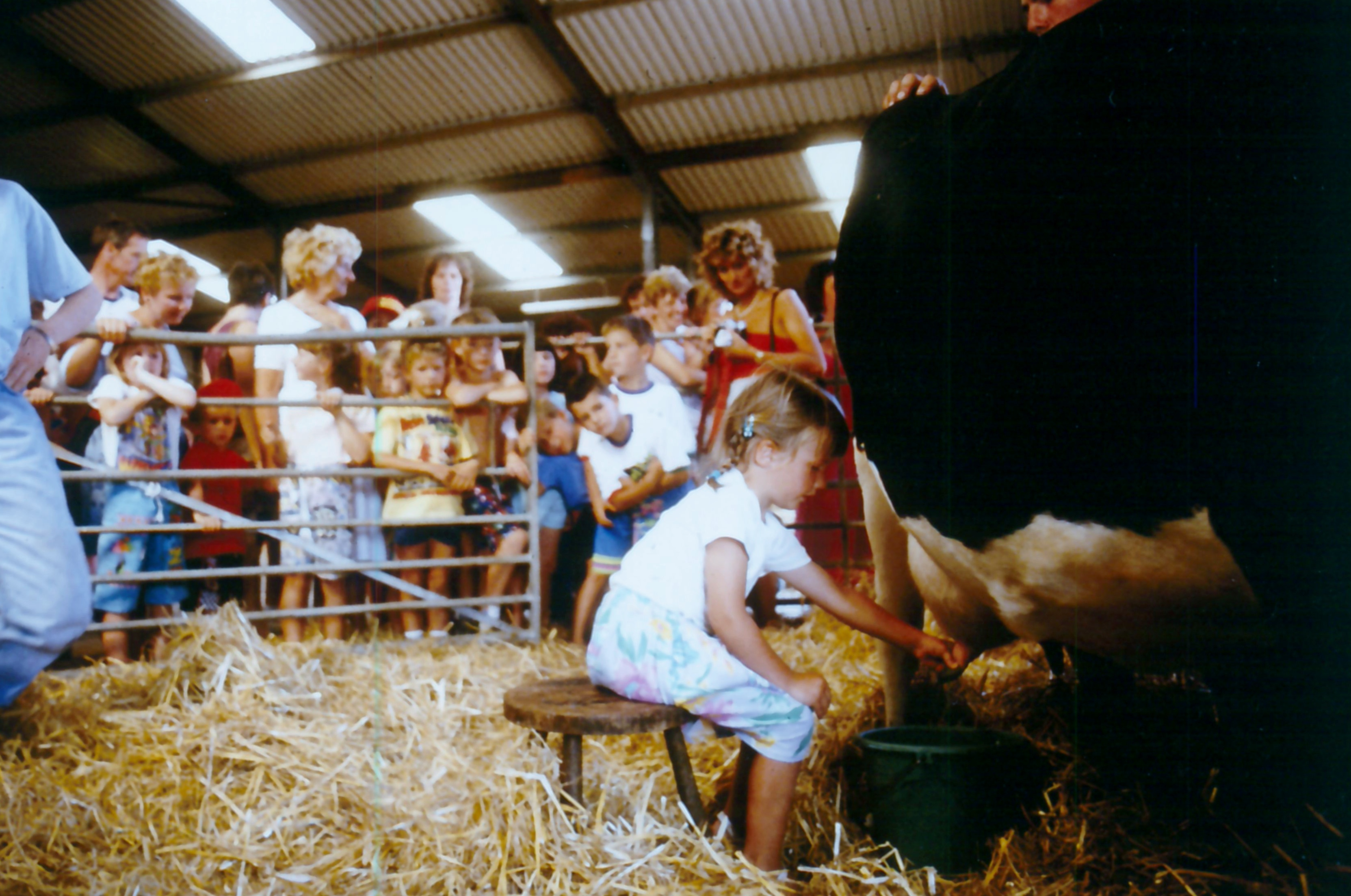 Visitor hand milking a cow at Folly Farm in the 1980s