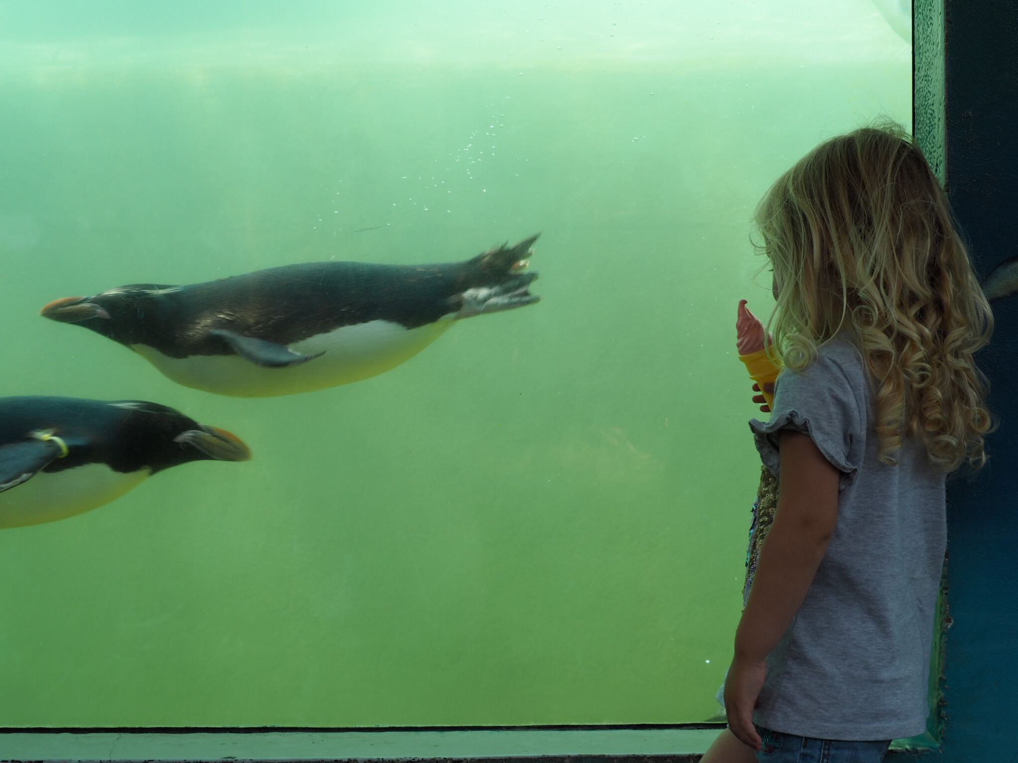 Little Miss Tiggy watchign the penguins swimming at the underwater viewing gallery