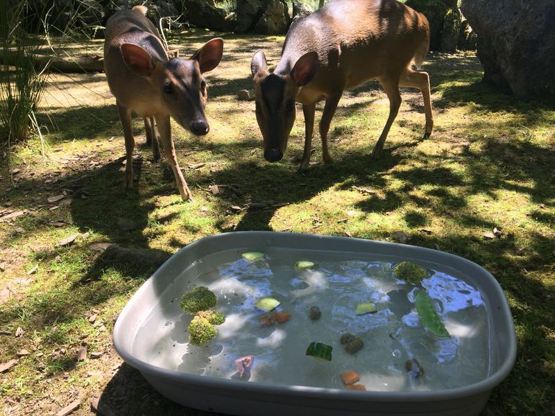 Bobbing for veg at Folly Farm