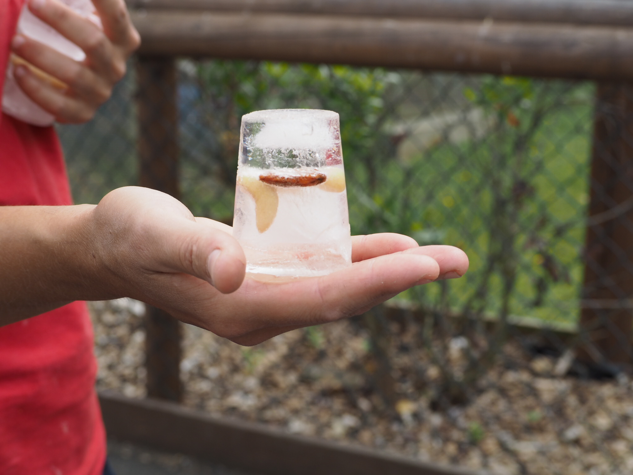 Fruit and nut lolly to keep the animals cool at Folly Farm