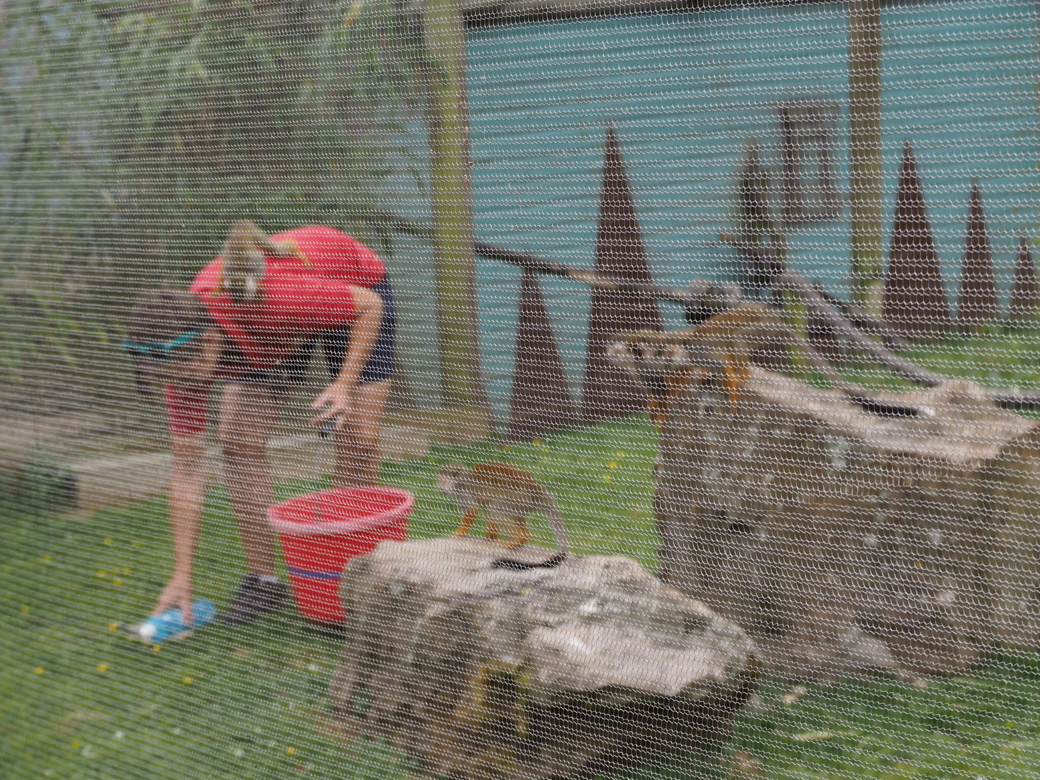 Zoo keeper feeding the squirrel monkeys at Folly Farm