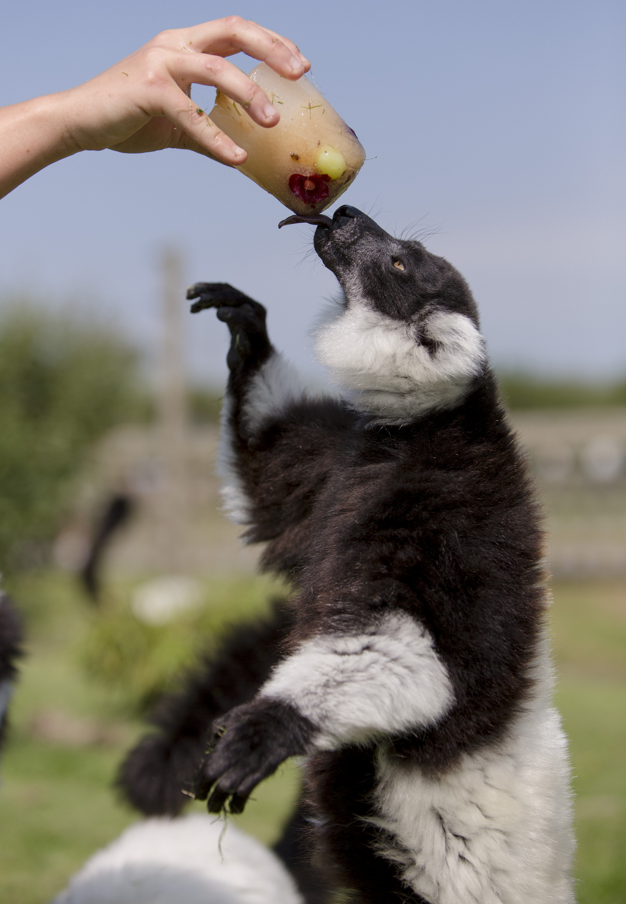 Lemur at Folly Farm licking an ice lolly