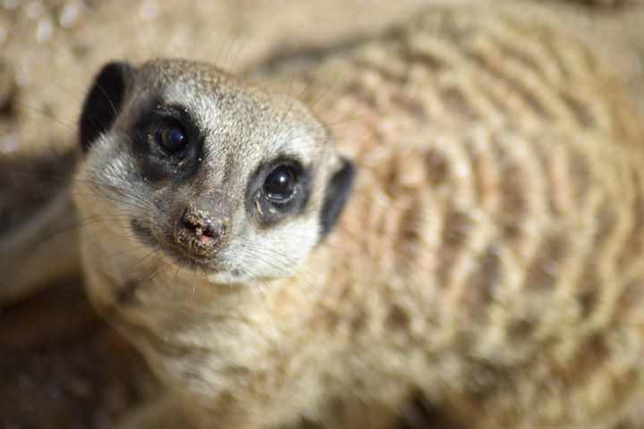 Folly Farm meerkat