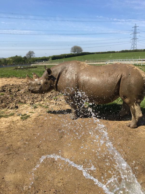 Rhino cooling down with a shower