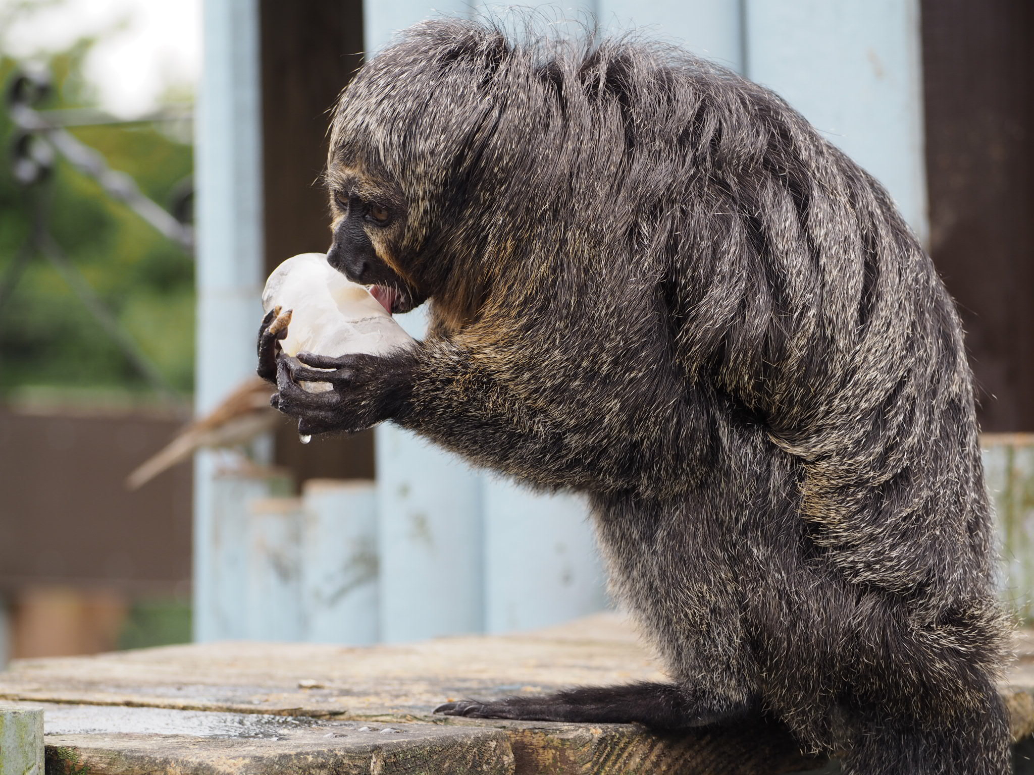 Saki eating a frozen nut lolly to keep cool