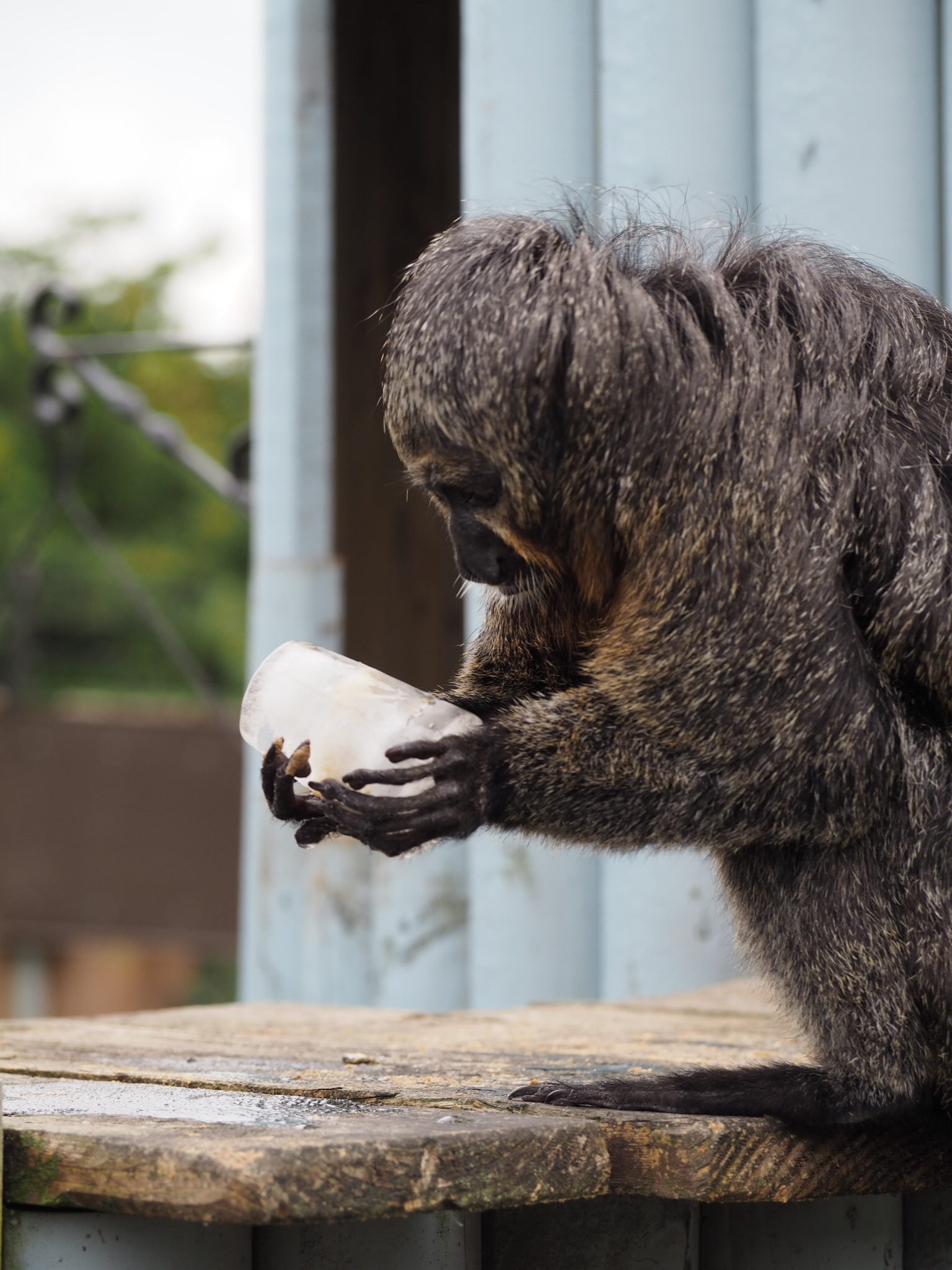 White-faced Saki is treated to a frozen nut lolly