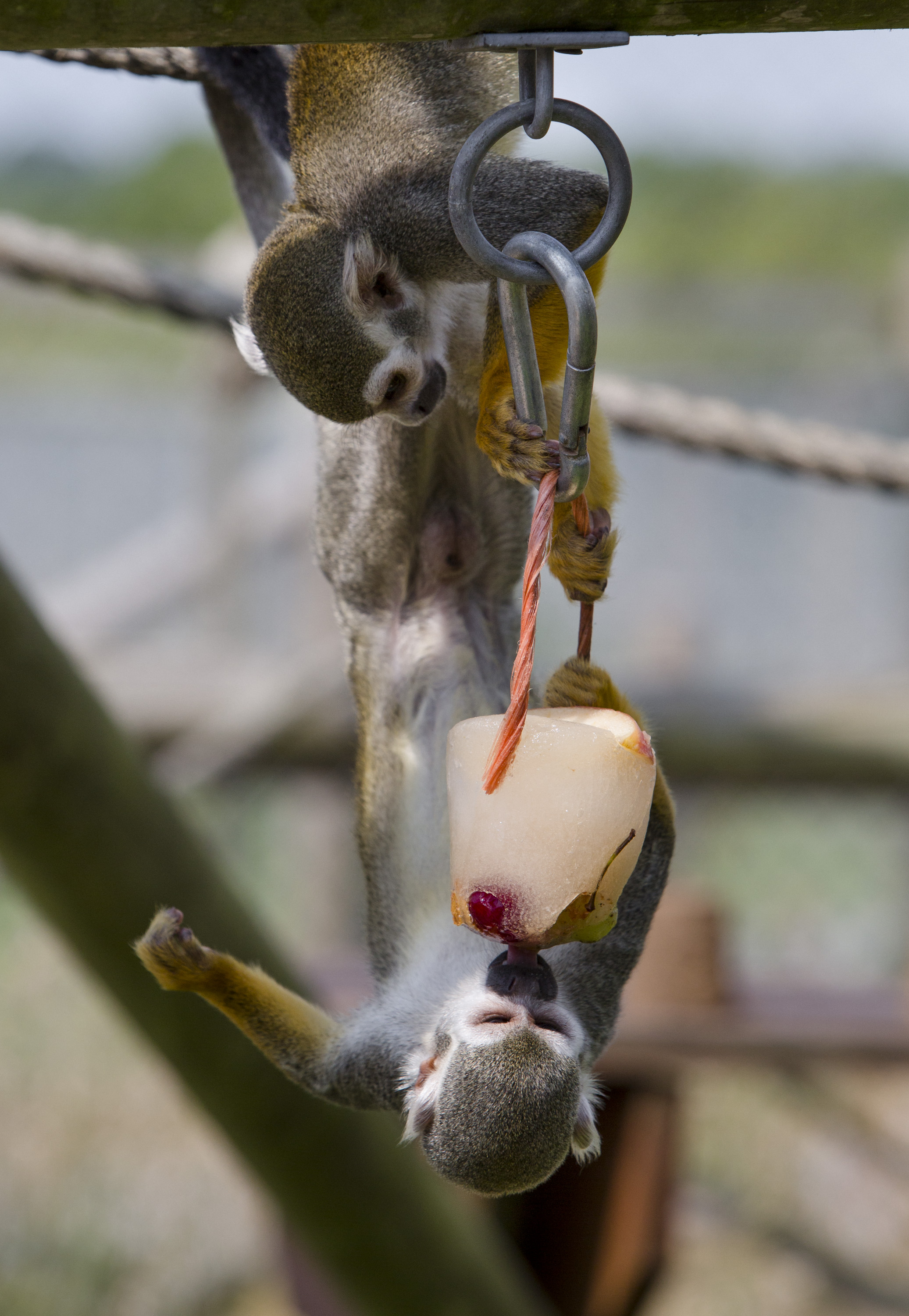 Squirrel monkey eating a lolly