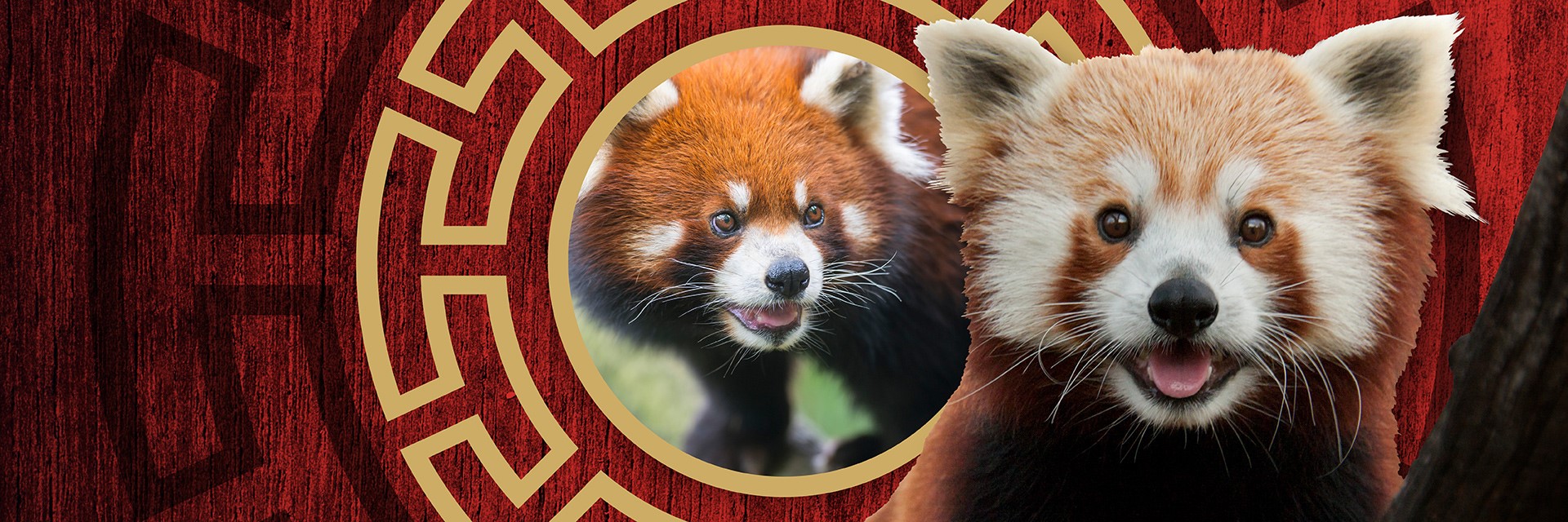 7 Things You Didn't Know About Red Pandas - Scientific American Blog Network