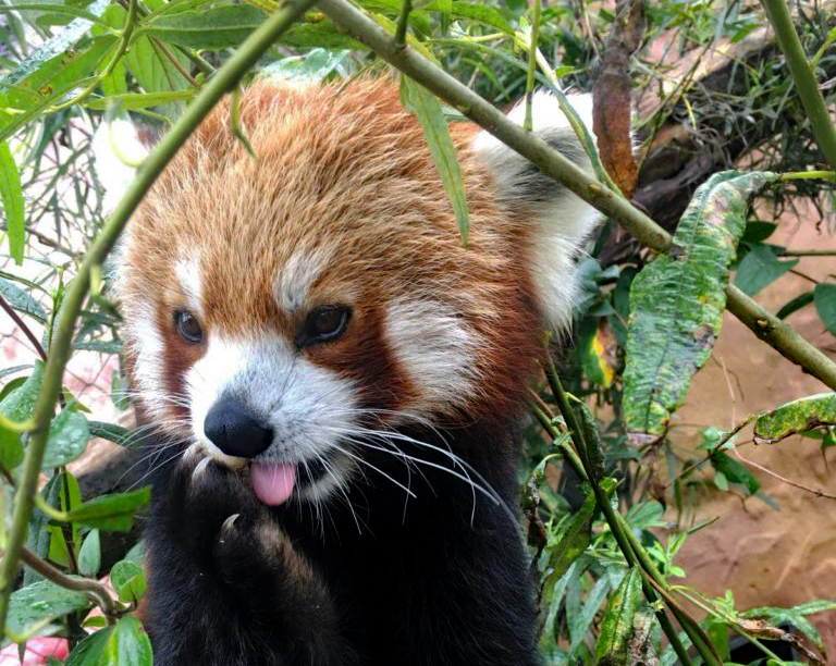 Adopt a red panda at Folly Farm