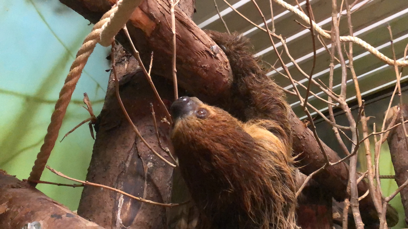 New sloth at Folly Farm