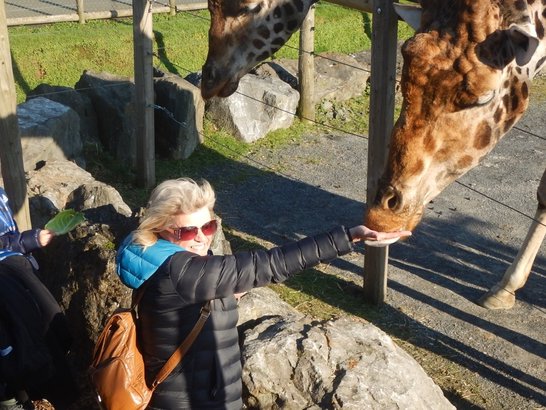 Giraffe Experience UK • Feed Giraffes at Folly Farm