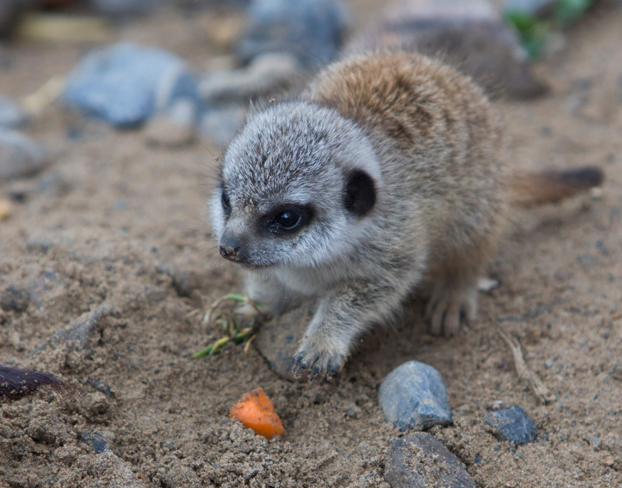 adopt a meerkat from Folly Farm