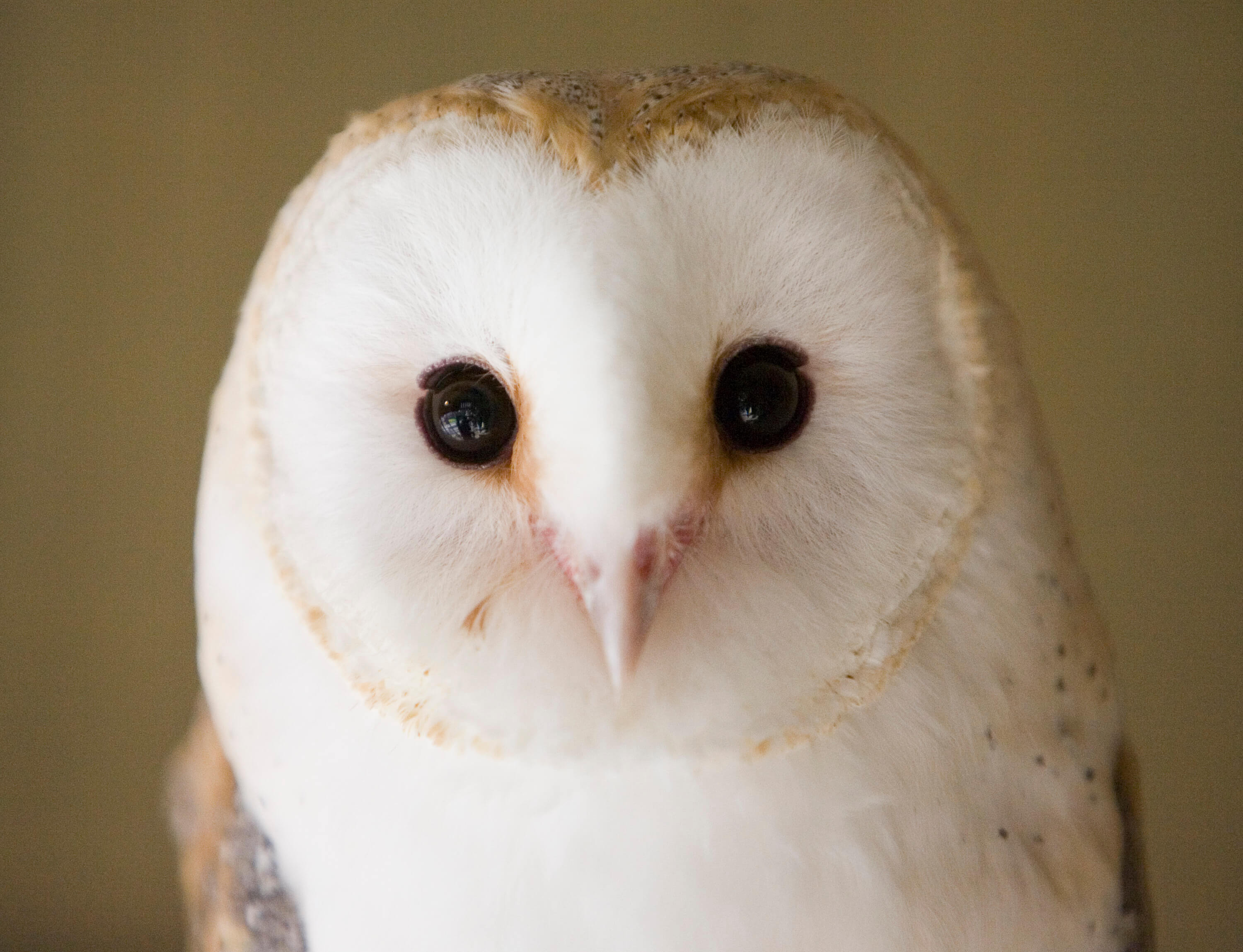 adopt an owl at Folly Farm