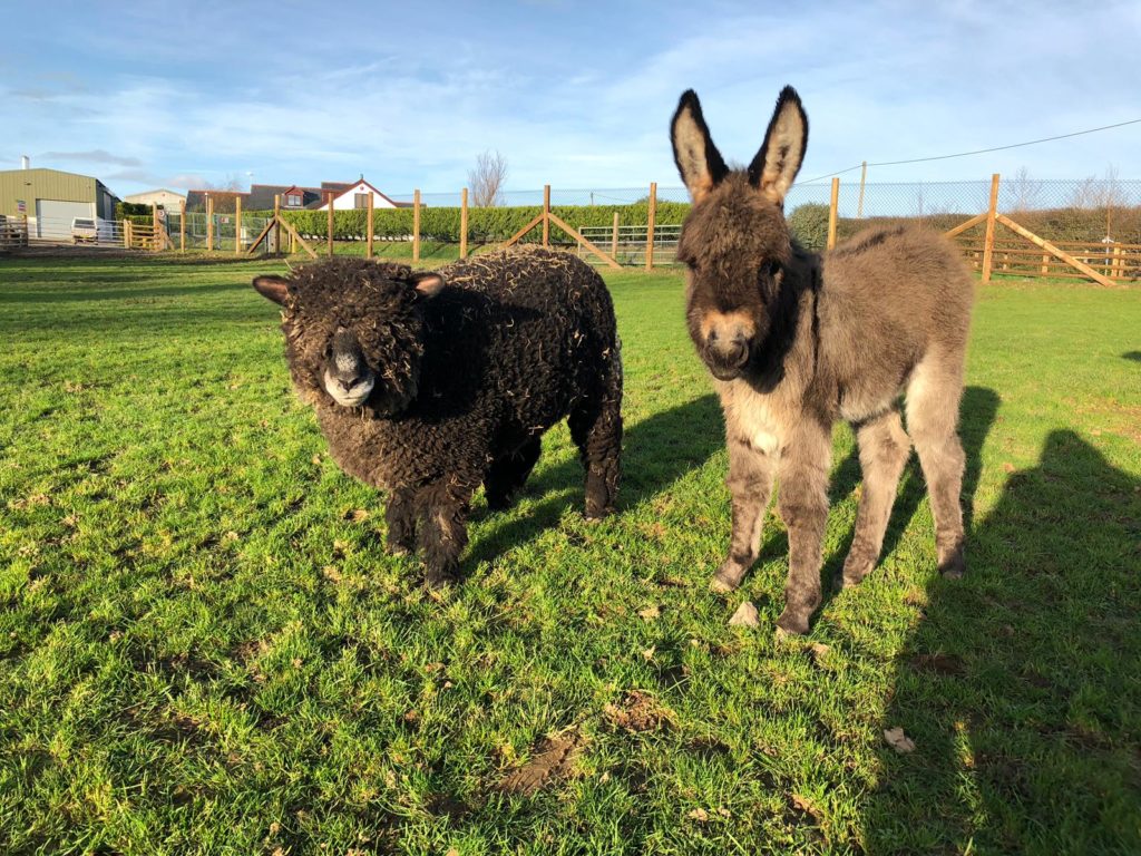 Orphaned donkey at Folly Farm