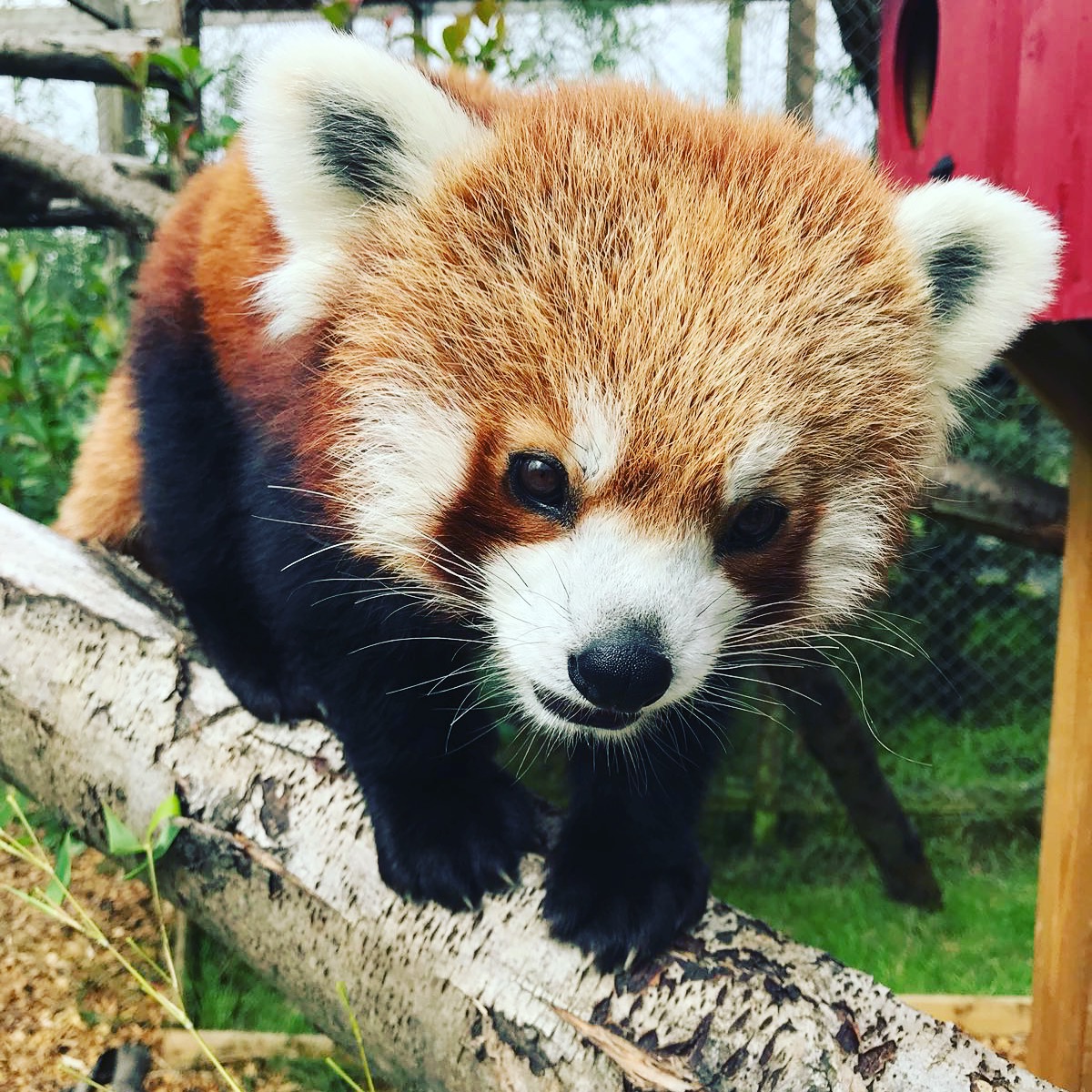 7 Facts to Make You Fall in Love with Red Pandas