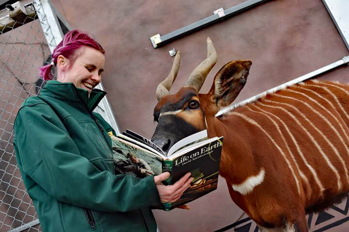 Image of a Bongo looking at a book