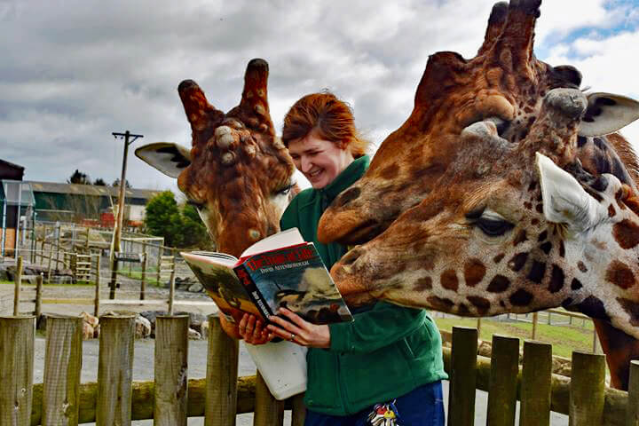 Image of a giraffe keeper reading a book to three giraffes