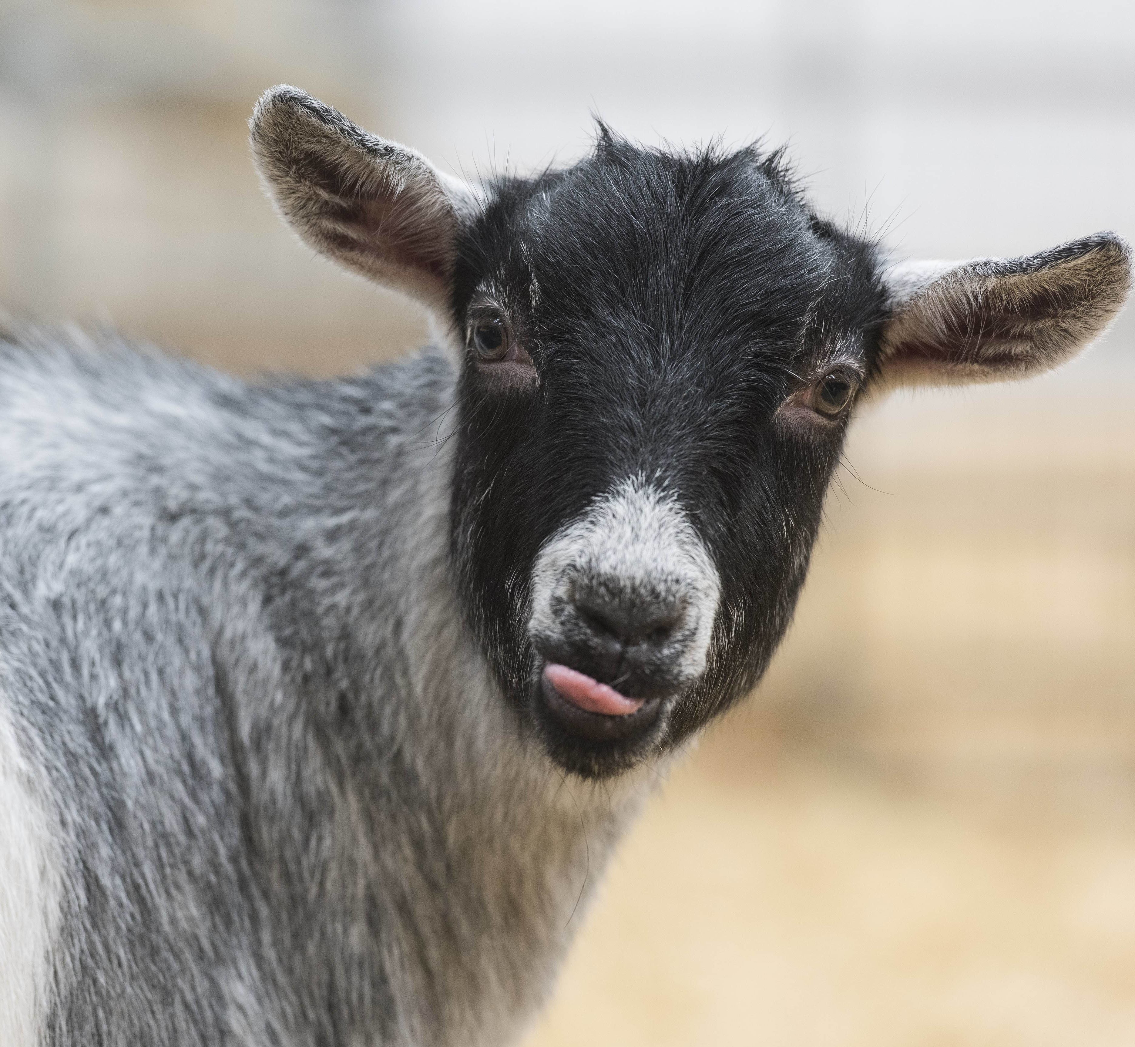 Adopt a Goat UK • Sponsor a Goat Gift Packs