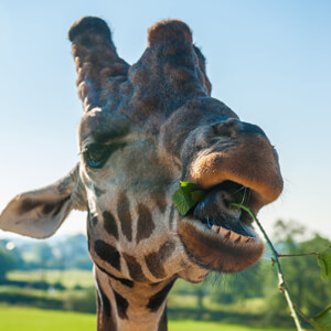 Giraffe Experience UK • Feed Giraffes at Folly Farm Giraffe Experience UK • Feed Giraffes at Folly Farm