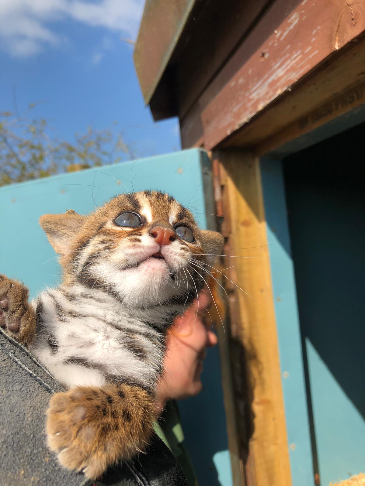 Baby Asian leopard cat