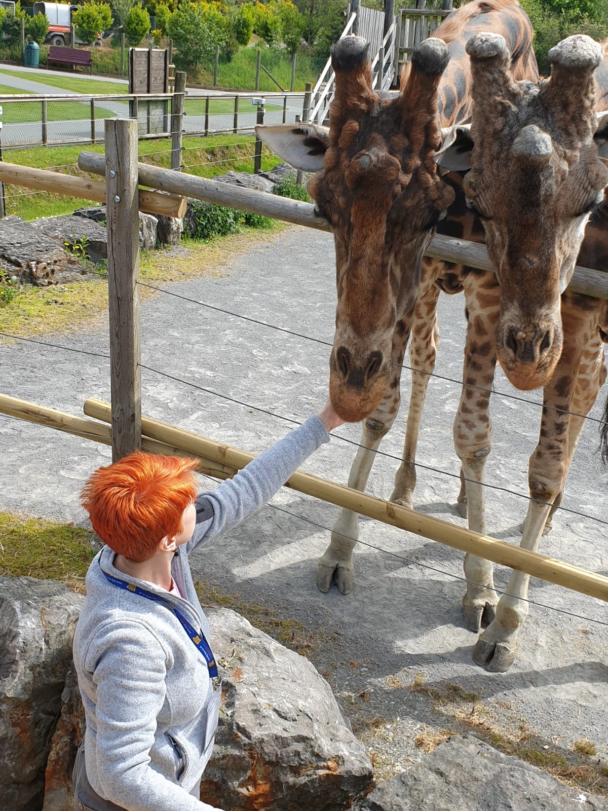 Giraffe Experience UK • Feed Giraffes at Folly Farm