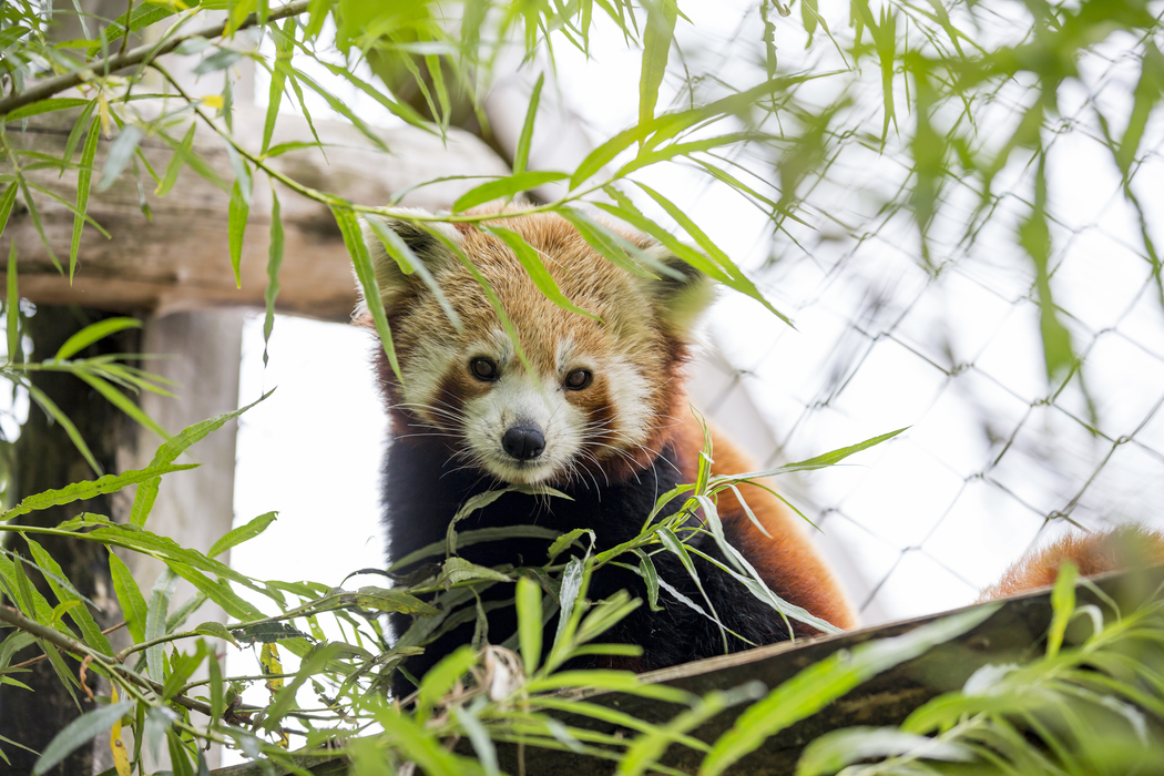 Red panda