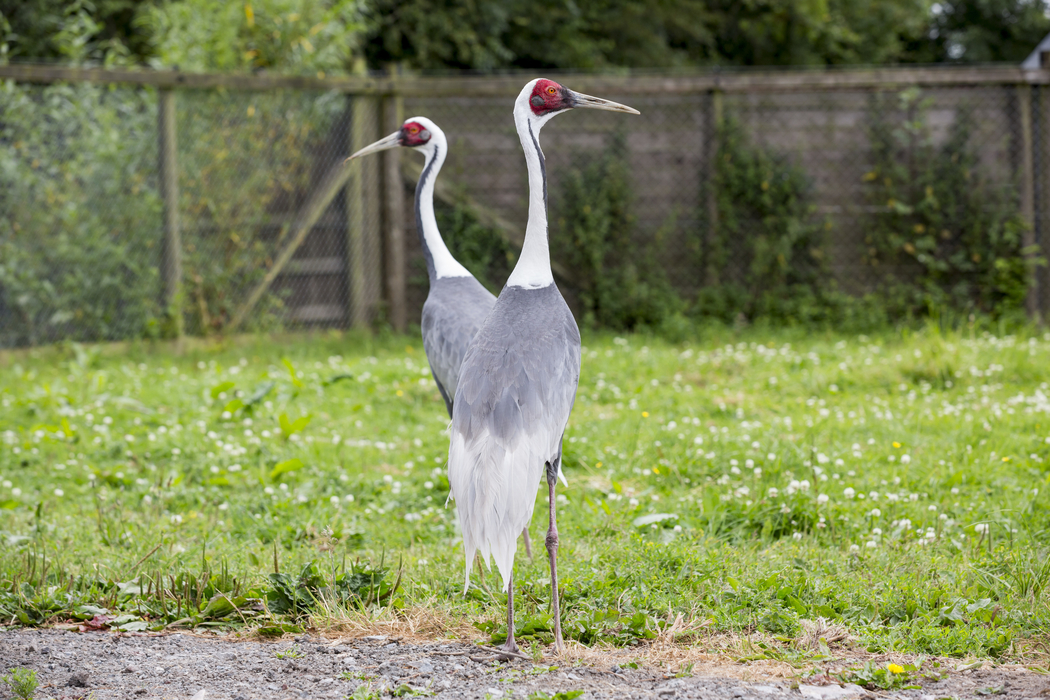 White naped cranes