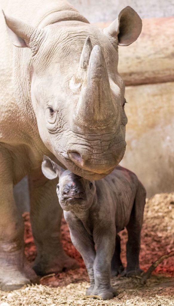 Black rhino mum and calf