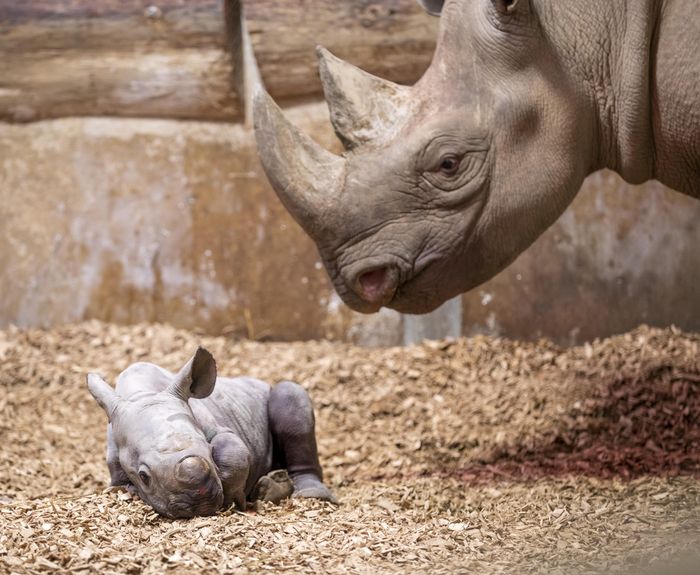 Rhino mum stands over newborn calf