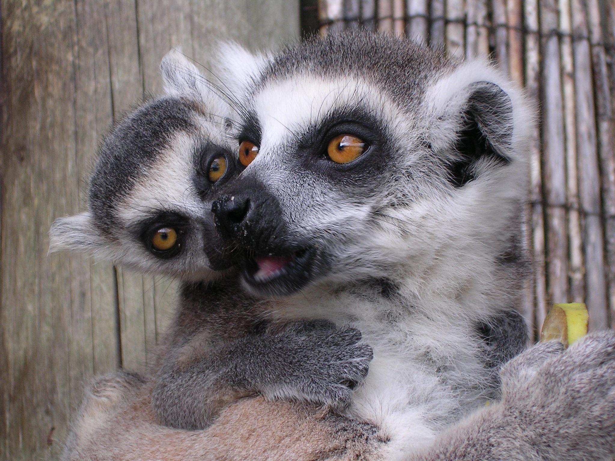 Ring tailed lemur and baby 1