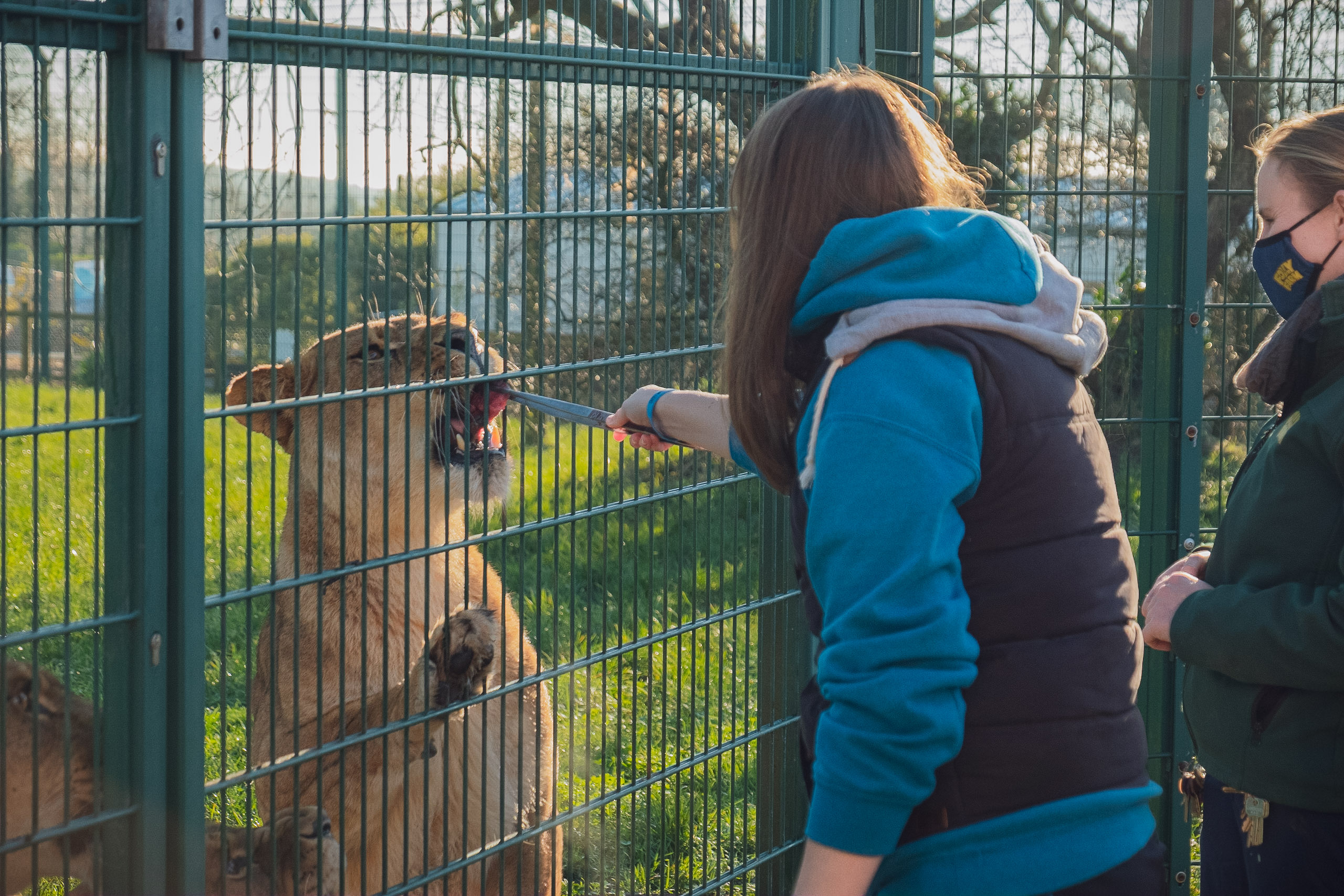 Lion Experience UK • Lion Feeding at Folly Farm