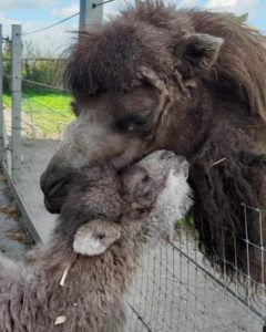 baby camel being reunited with its mum