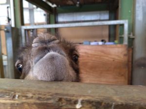 baby bactrian camel