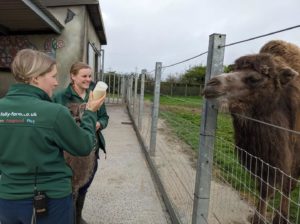 baby camel being bottlefed