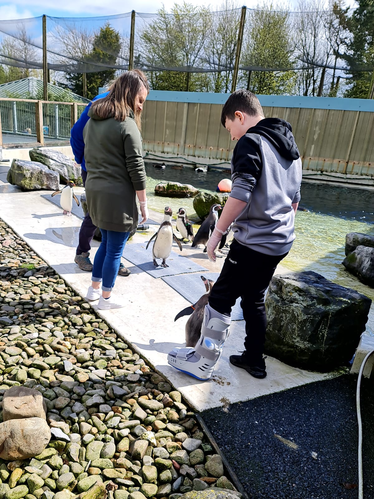 Penguin Experience UK • Feed the Penguins at Folly Farm