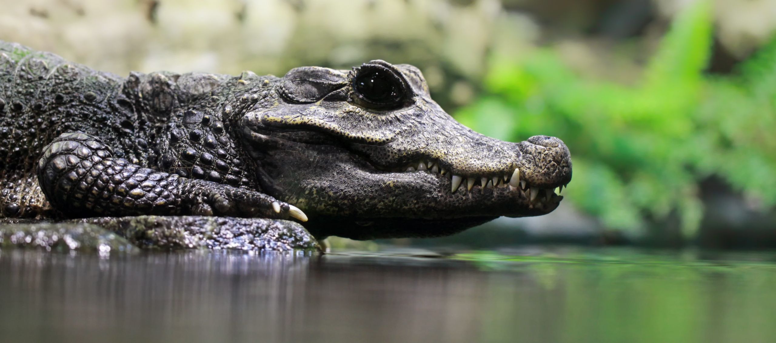 Dwarf West African crocodile • Fun Facts and Information For Kids