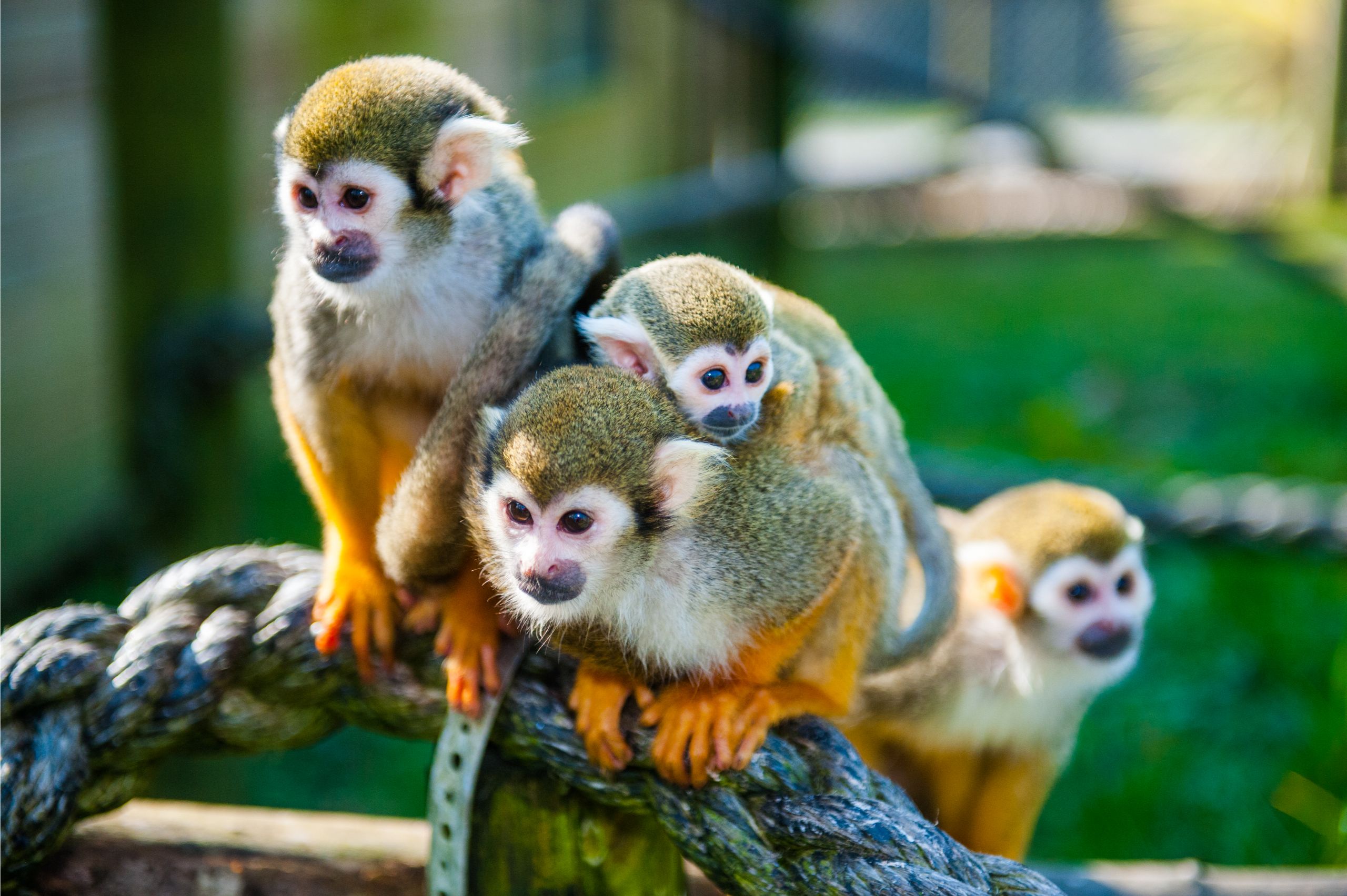 Monkeys mark more territory around noise pollution