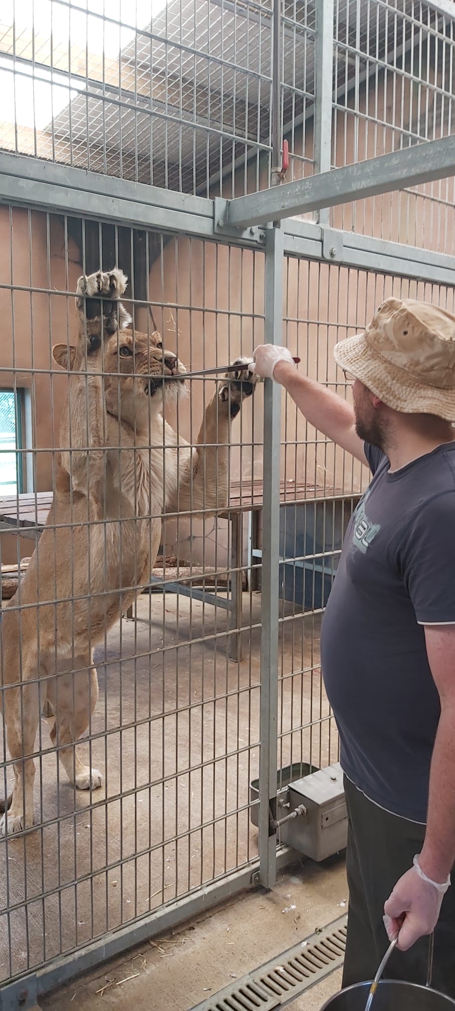 Lion Experience UK • Lion Feeding at Folly Farm