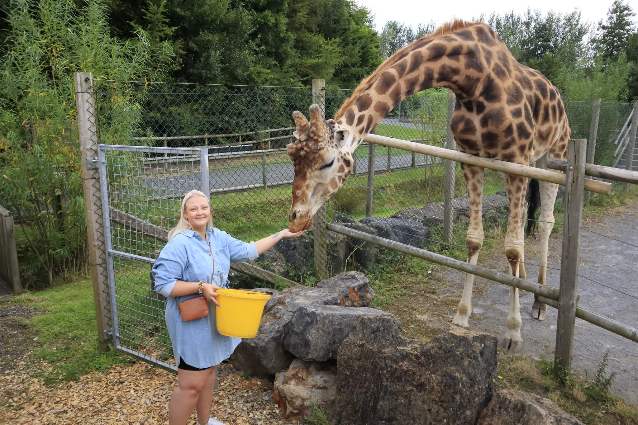 Giraffe Experience UK • Feed Giraffes at Folly Farm