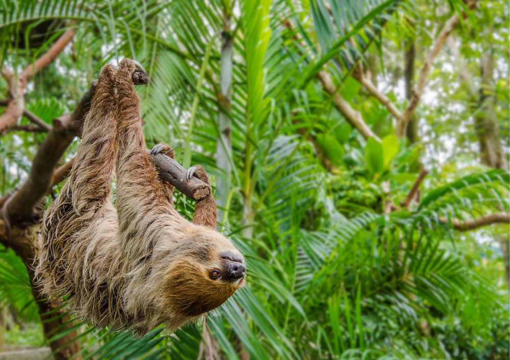 Rainforest Sloth How Sloths Got Their Sloth ScienceDirect