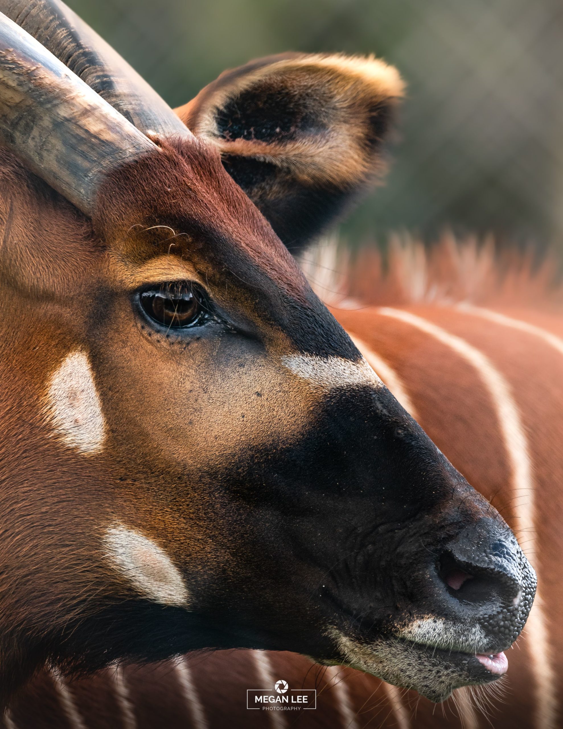 Two More Endangered Eastern Bongo Join the Zoo • Folly Farm