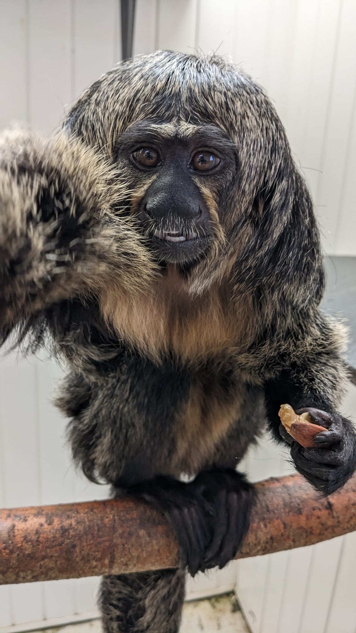 New Breeding Pair of Saki Monkeys Arrive at the Zoo • Folly Farm