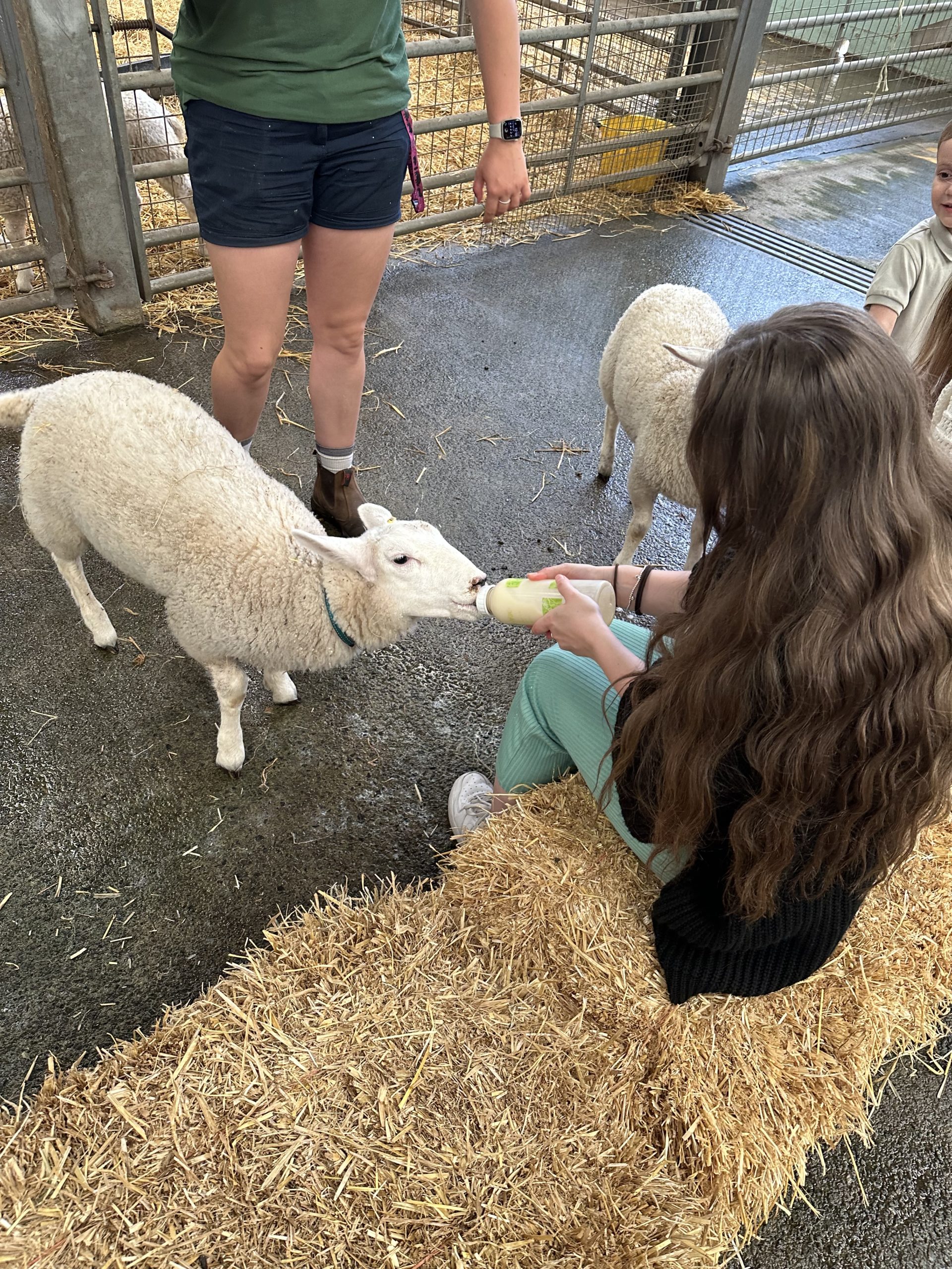 Bottle Feed The Lambs at Folly Farm Adventure Park & Zoo