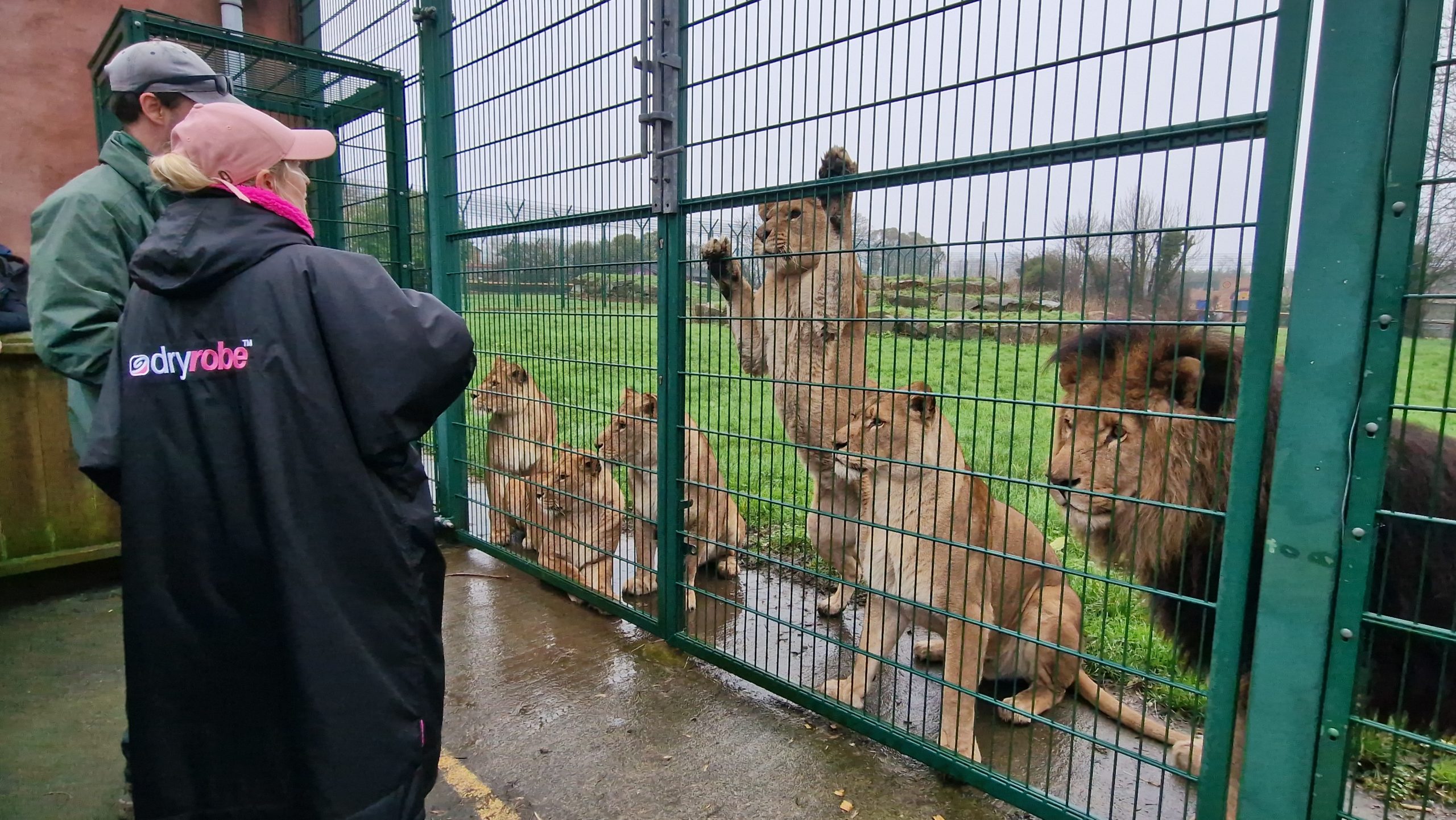 Lion Experience UK • Lion Feeding at Folly Farm